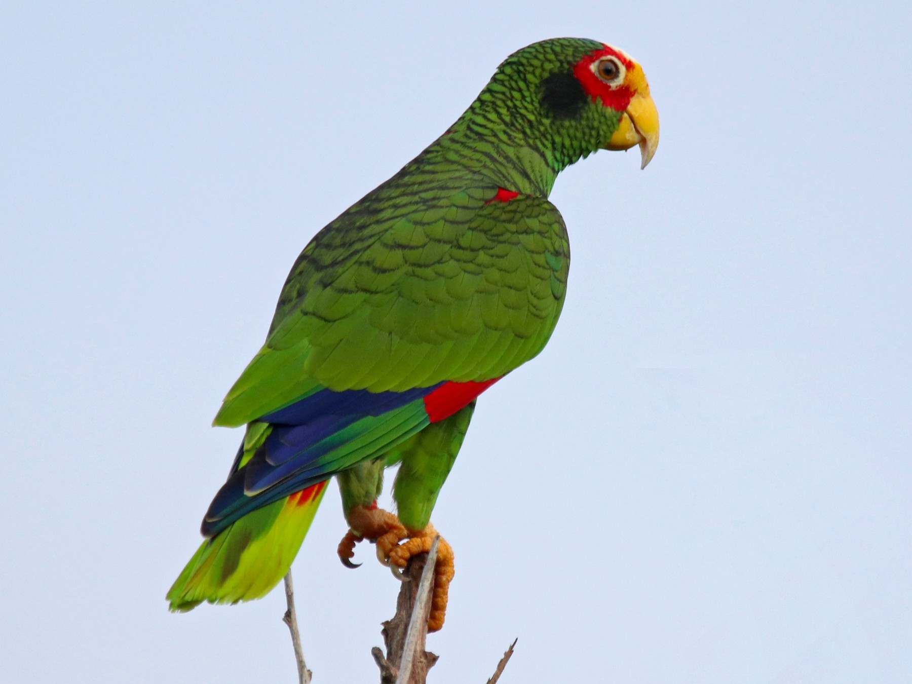 Yellow-lored Parrot - Leslie  Penner