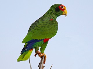 - Yellow-lored Parrot
