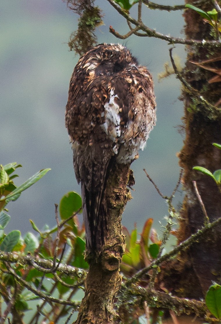 Andean Potoo - ML35125541