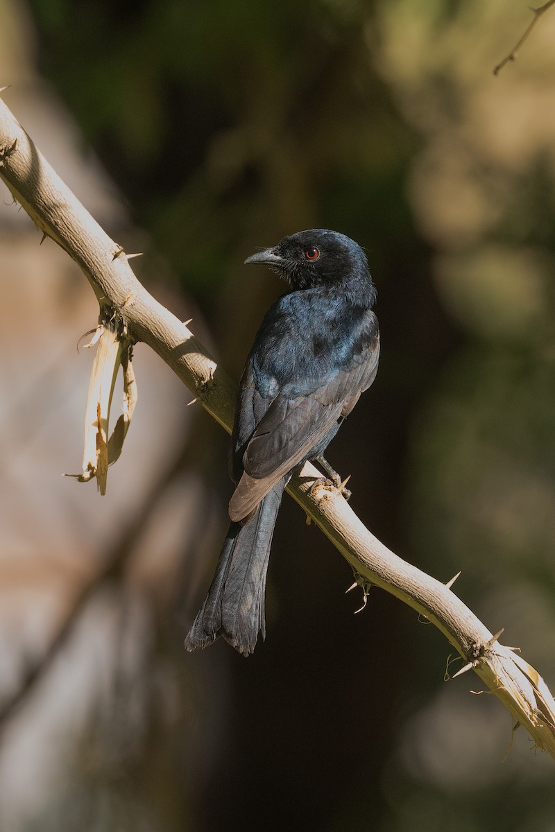 Fork-tailed Drongo - ML351255651