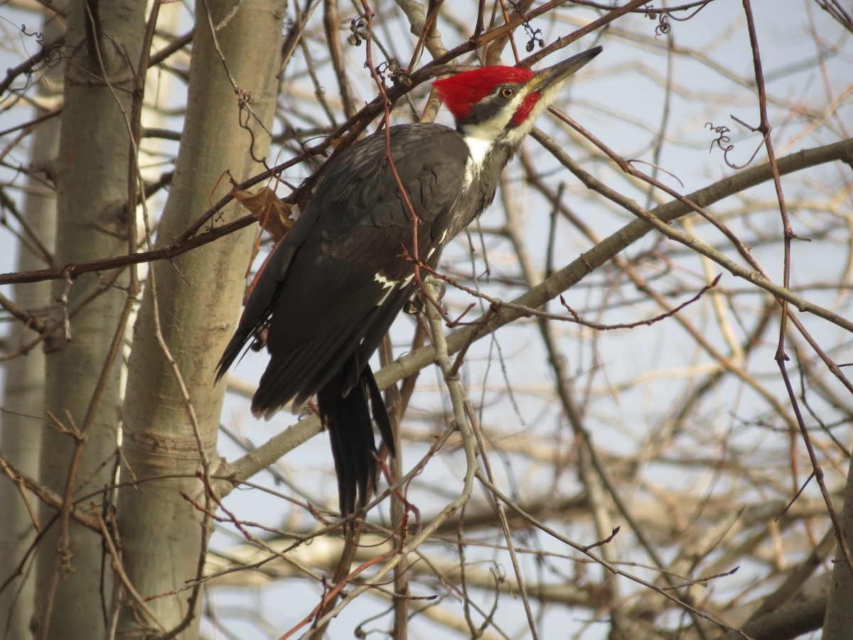 Pileated Woodpecker - Donald A. Sutherland