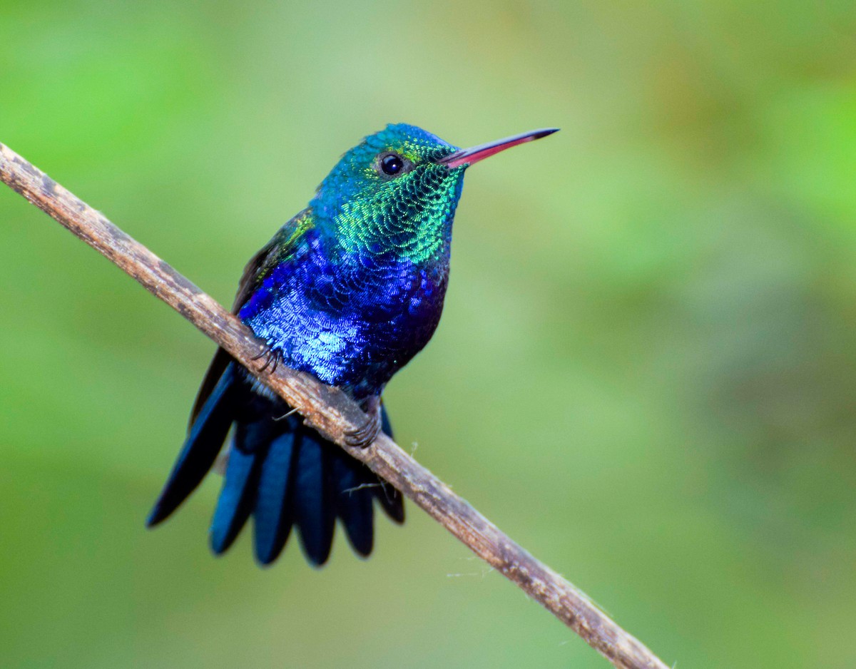 Violet-bellied Hummingbird - Nic Allen