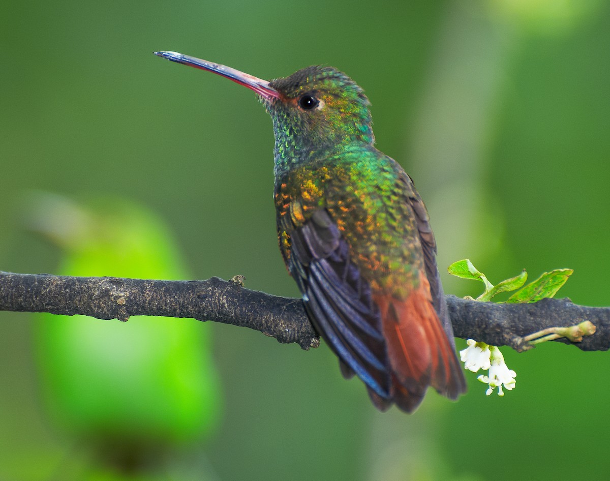 Rufous-tailed Hummingbird - ML35126291