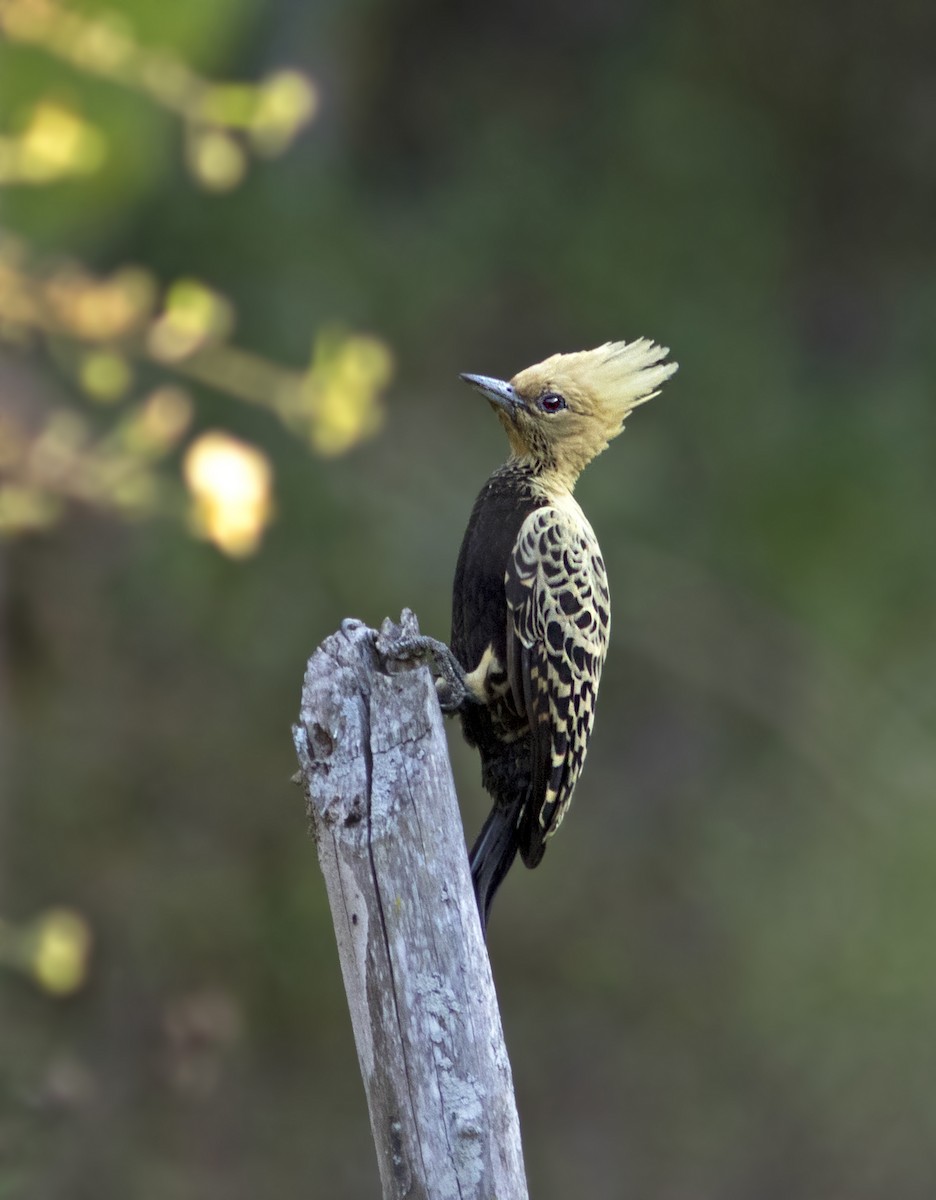 Ochre-backed Woodpecker - Caio Brito