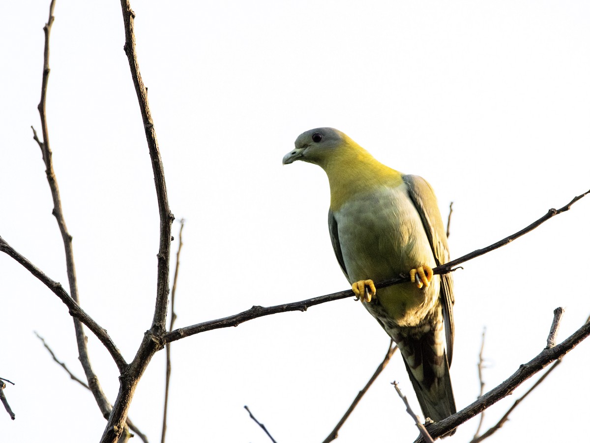 Yellow-footed Green-Pigeon - ML351266971