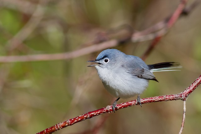 Wildlife Around Las Vegas, Blue-gray Gnatcatcher (Polioptila caerulea)