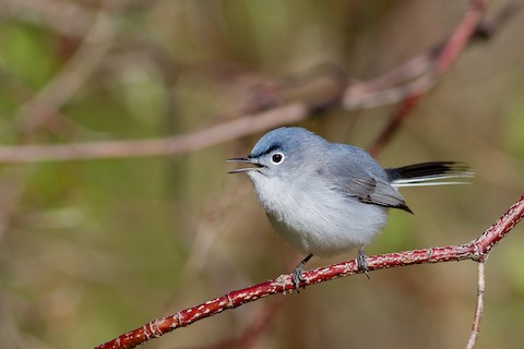 Blue-gray Gnatcatcher Song 