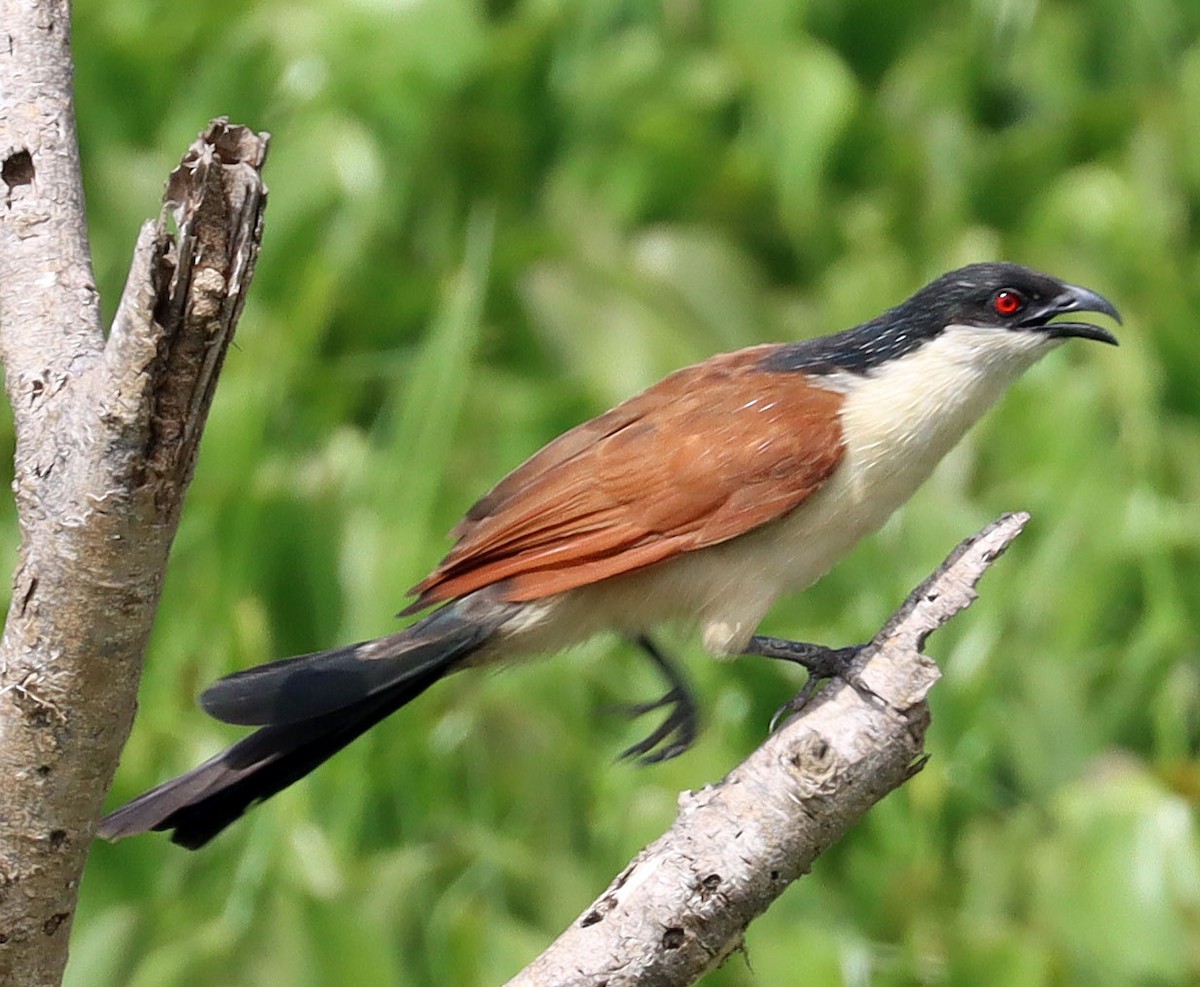 coucal sp. - Jeff Pippen