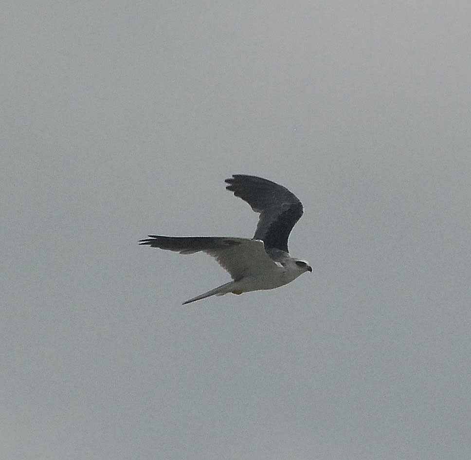 White-tailed Kite - ML35128491