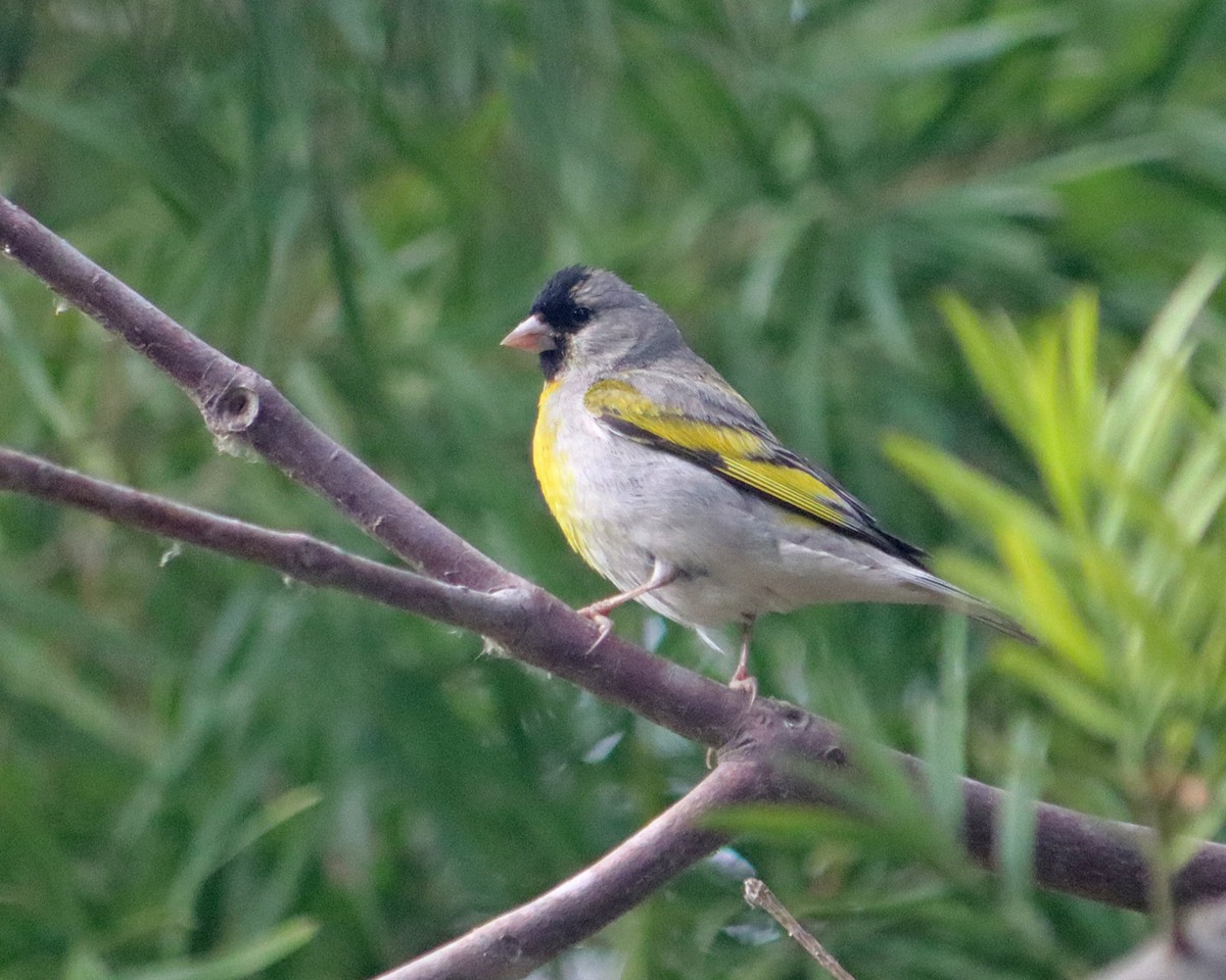 Lawrence's Goldfinch - ML351285381