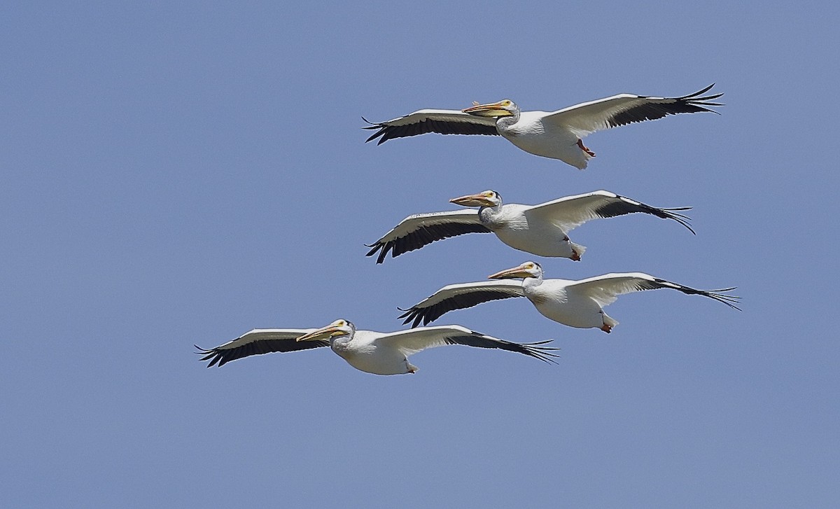 American White Pelican - Phillip Odum