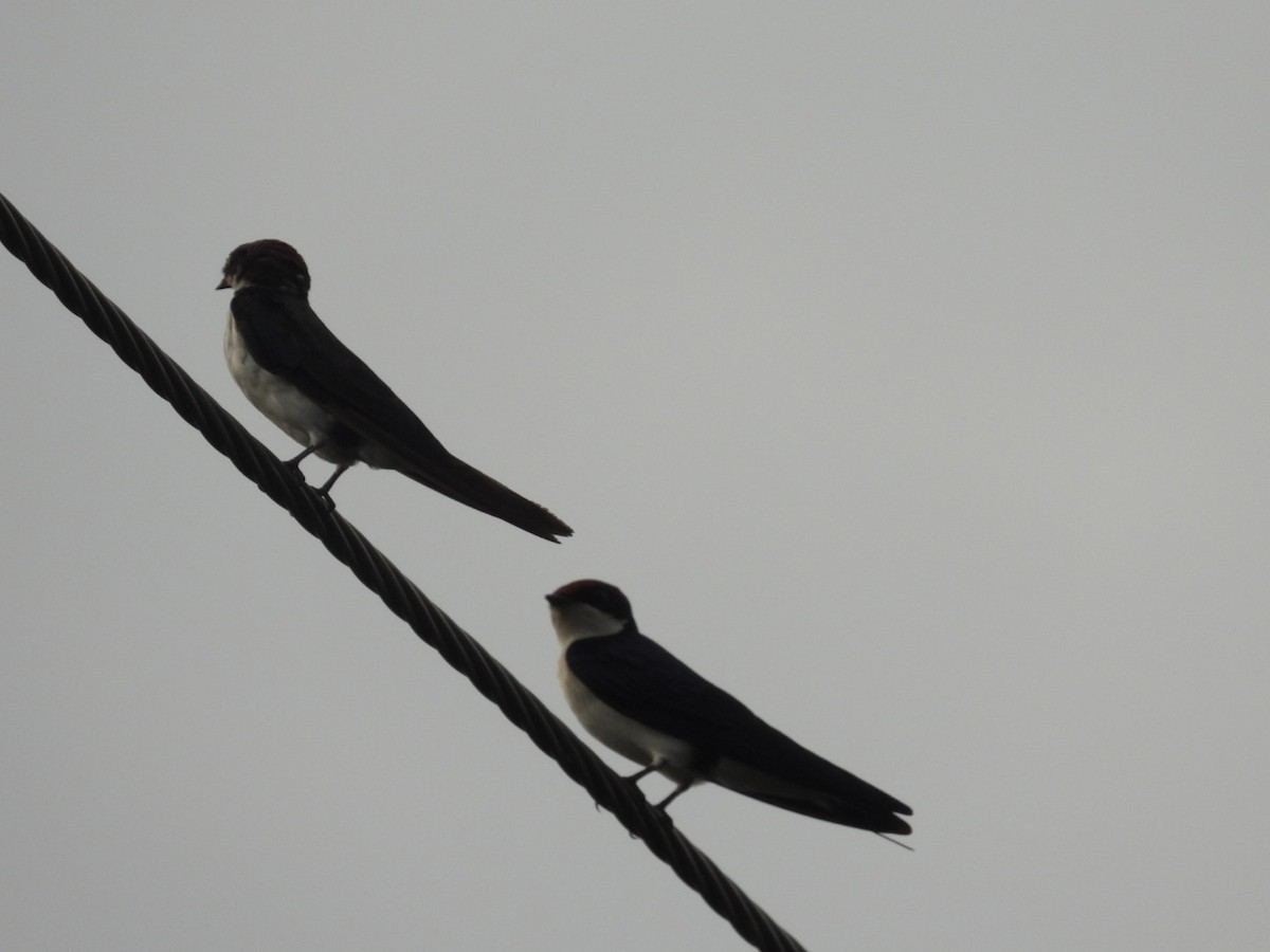 Wire-tailed Swallow - ML351289361