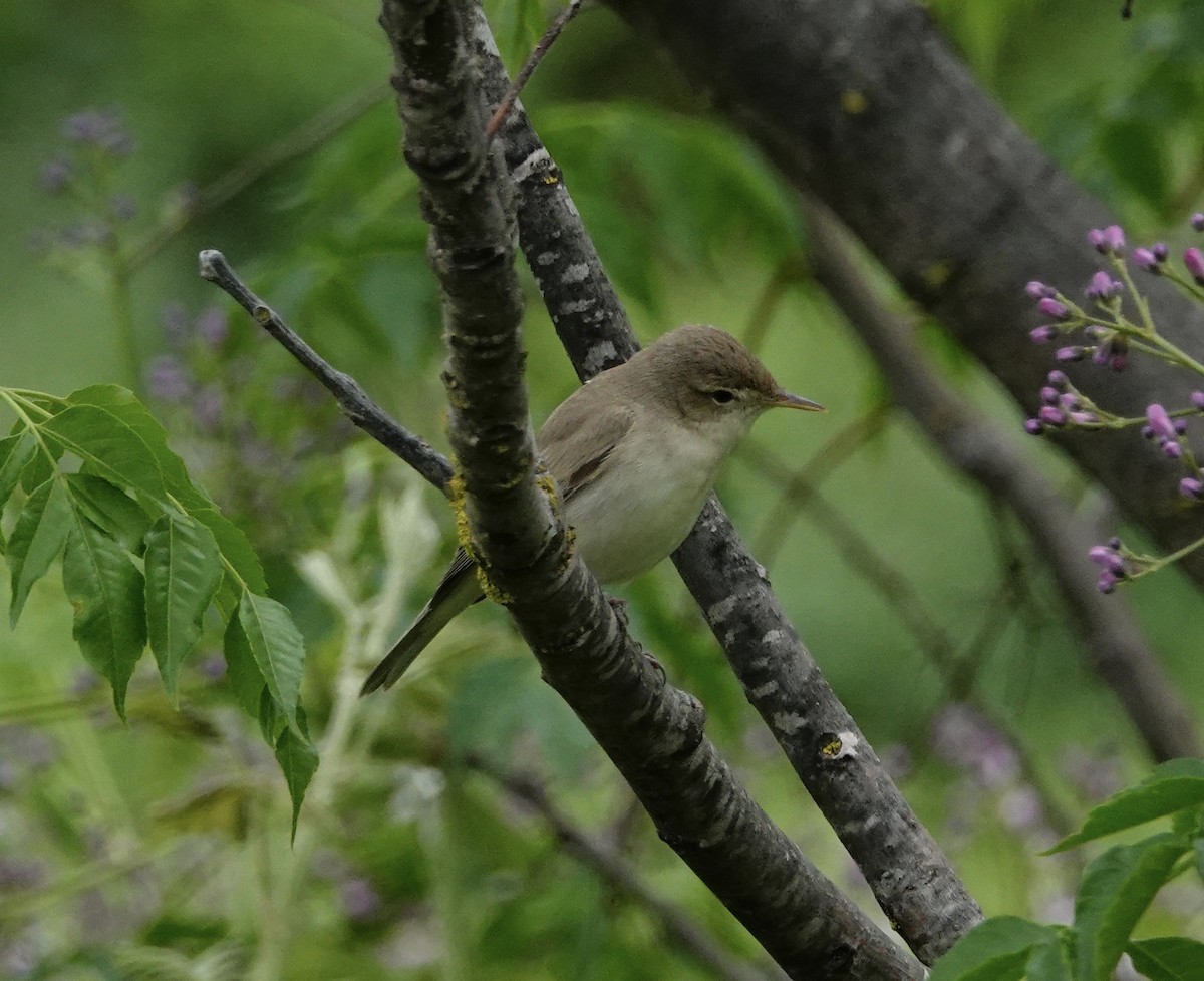 Common Reed Warbler - ML351289611