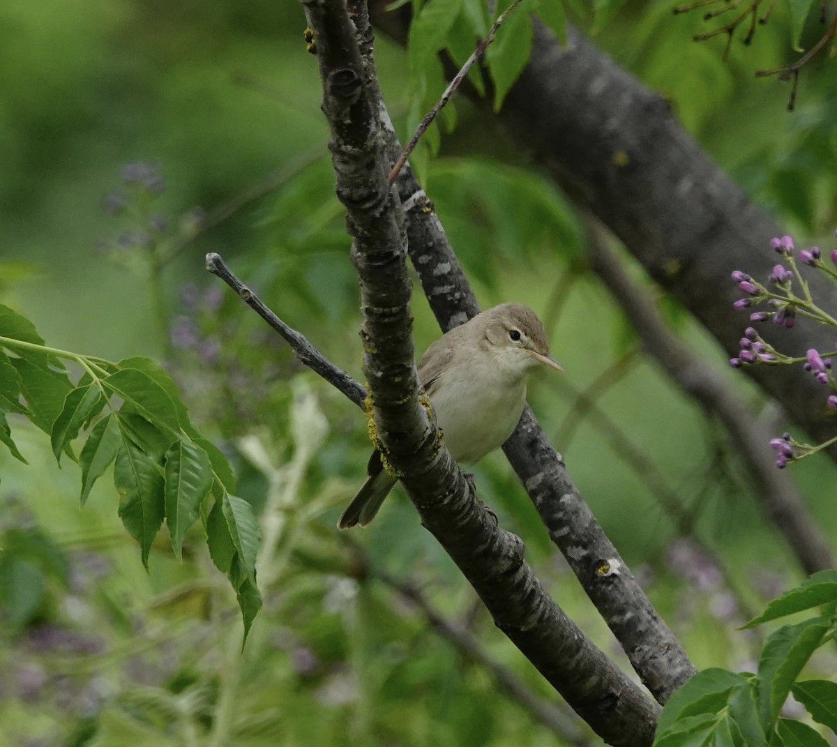 Common Reed Warbler - ML351289621