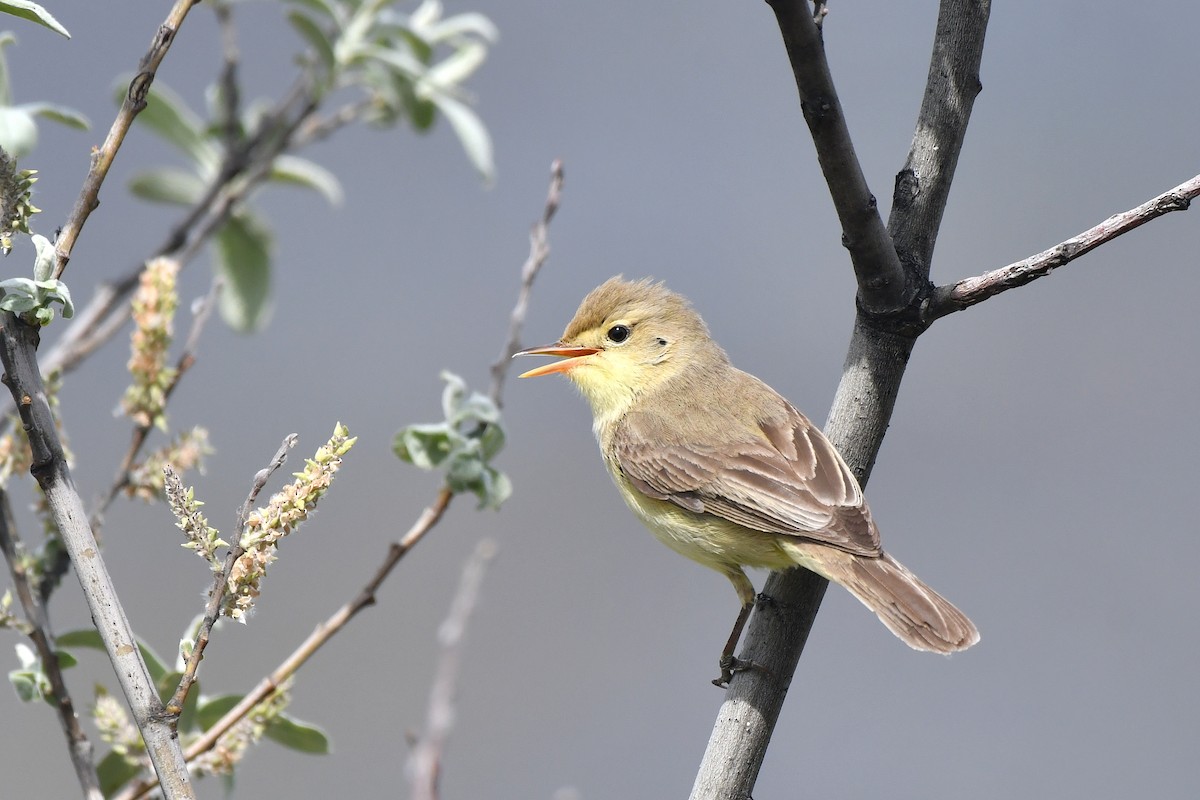 Melodious Warbler - ML351290961