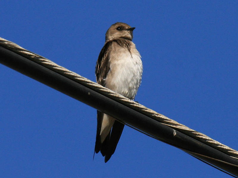 Northern Rough-winged Swallow - ML35129211