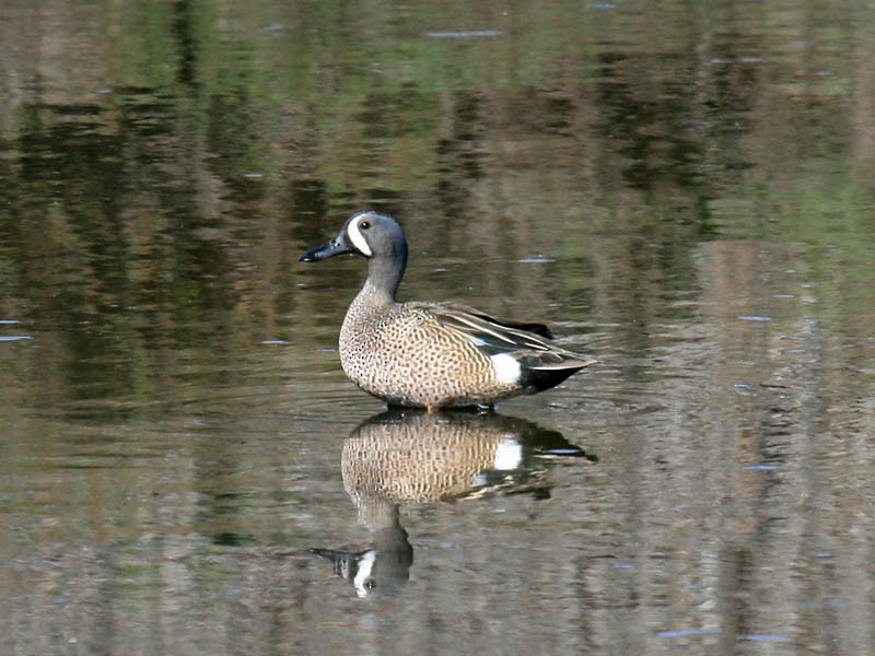 Blue-winged Teal - ML35129421