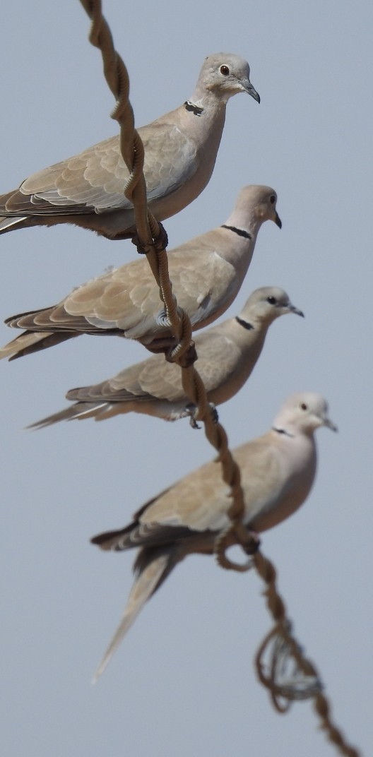 Eurasian Collared-Dove - ML351302231