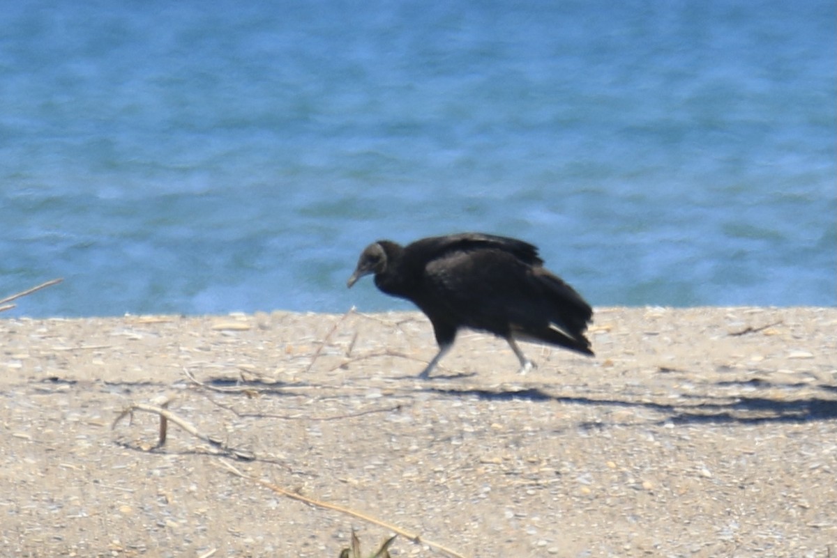 Black Vulture - Henry  James