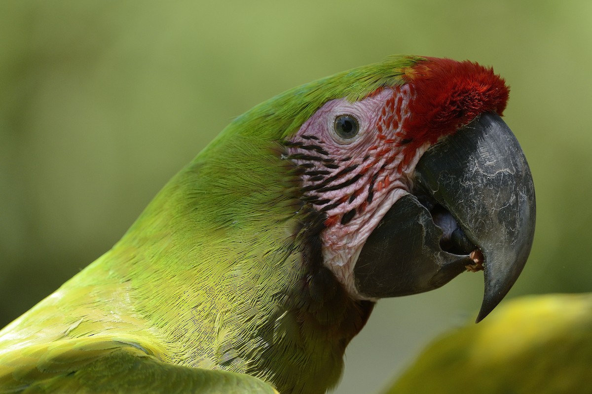 Great Green Macaw - Mario Vigo