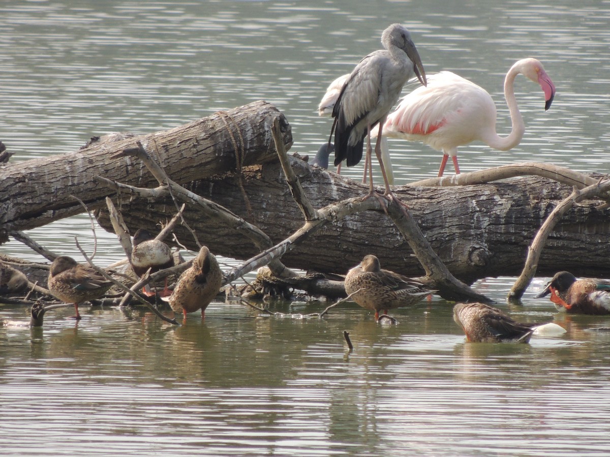 Greater Flamingo - kishor pathak