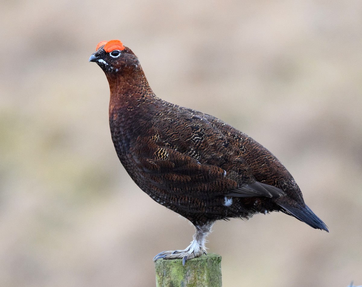 Willow Ptarmigan (Red Grouse) - A Emmerson
