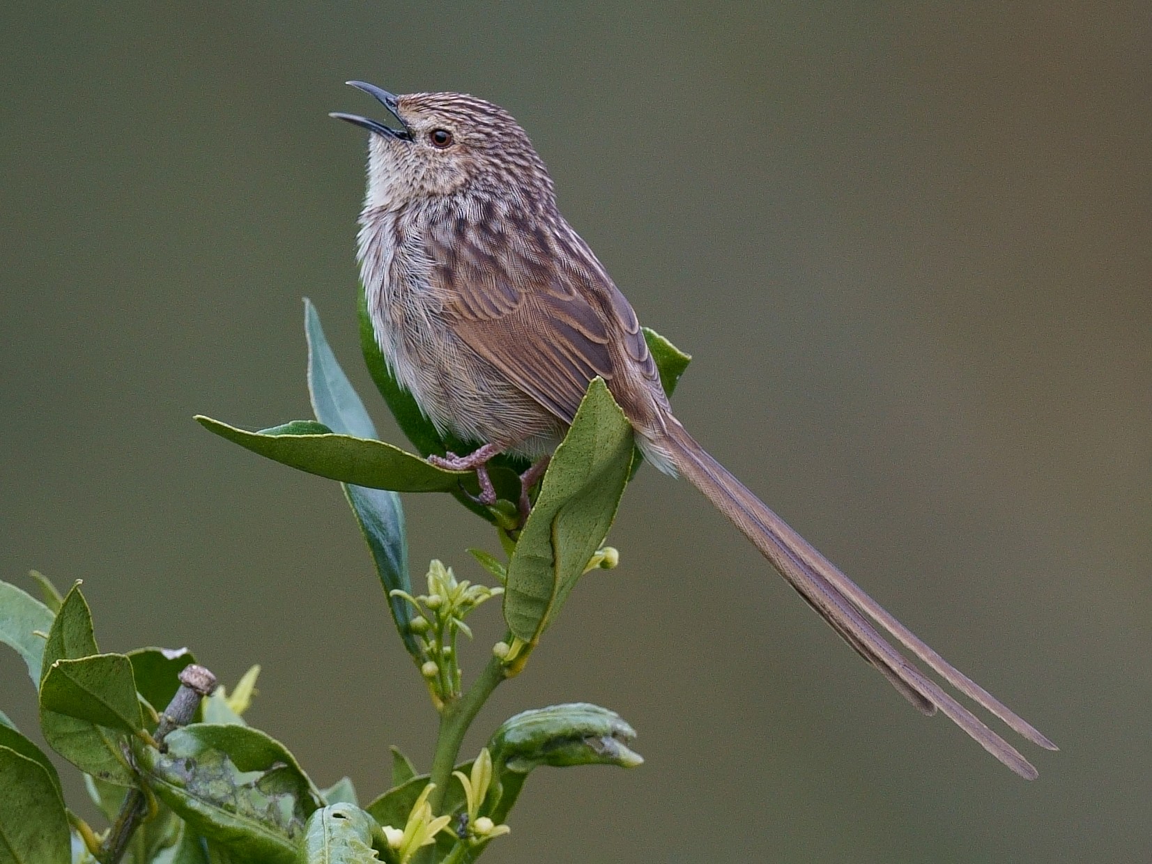 Tawny-flanked Prinia - eBird