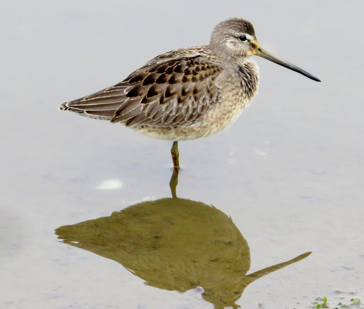 Long-billed Dowitcher - ML35131281