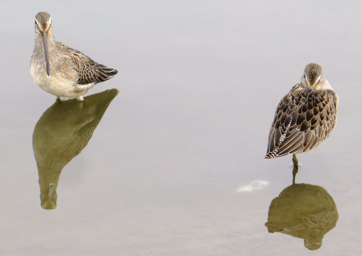 Long-billed Dowitcher - ML35131341