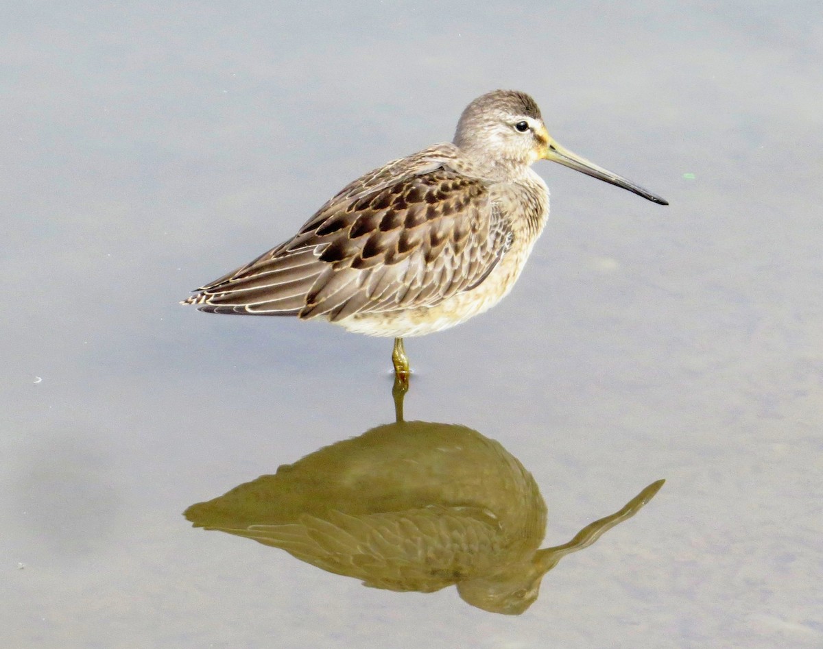 Long-billed Dowitcher - ML35131371