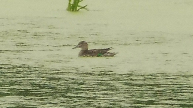 Green-winged Teal - ML351329171