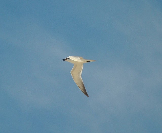 Gull-billed Tern - Rangel Diaz