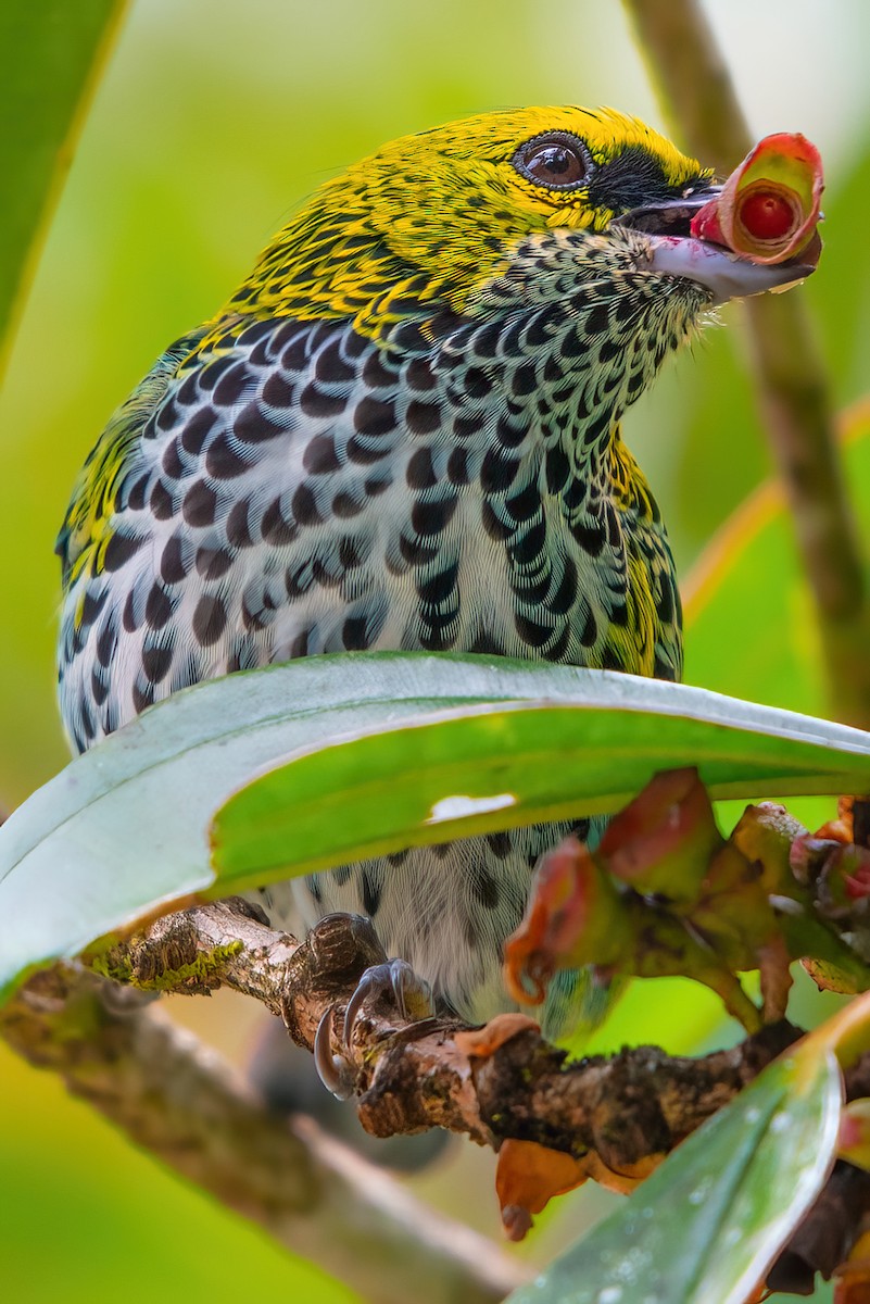 Speckled Tanager - ML351330431
