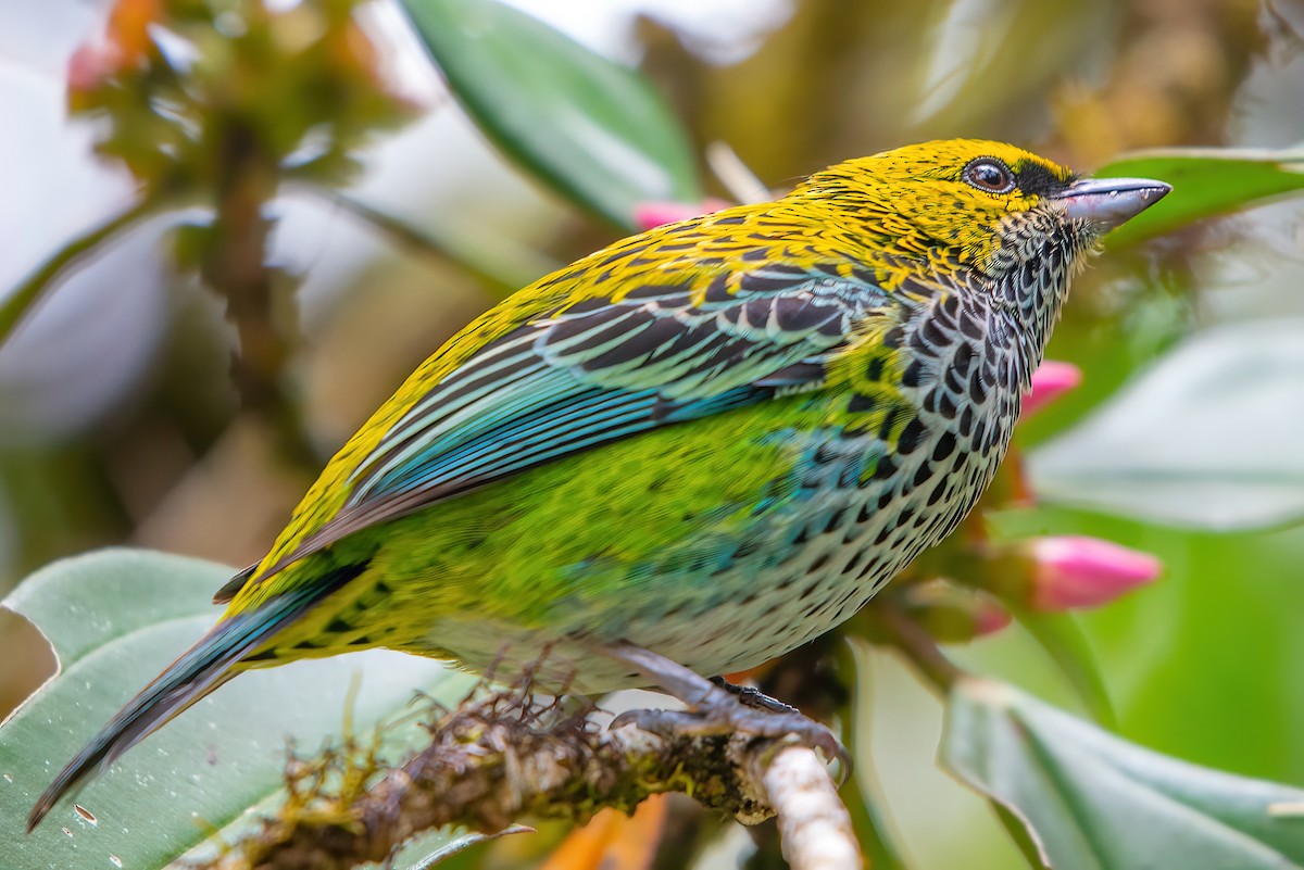 Speckled Tanager - ML351330461