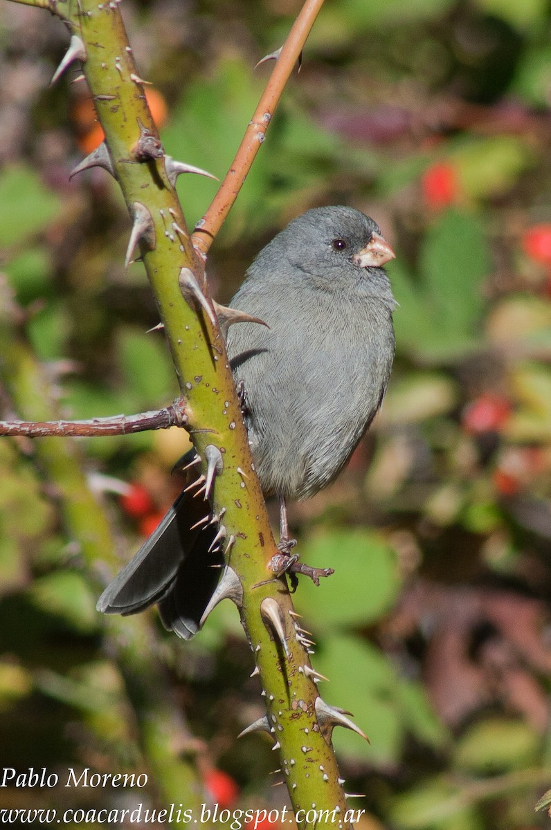Plain-colored Seedeater - ML35133331