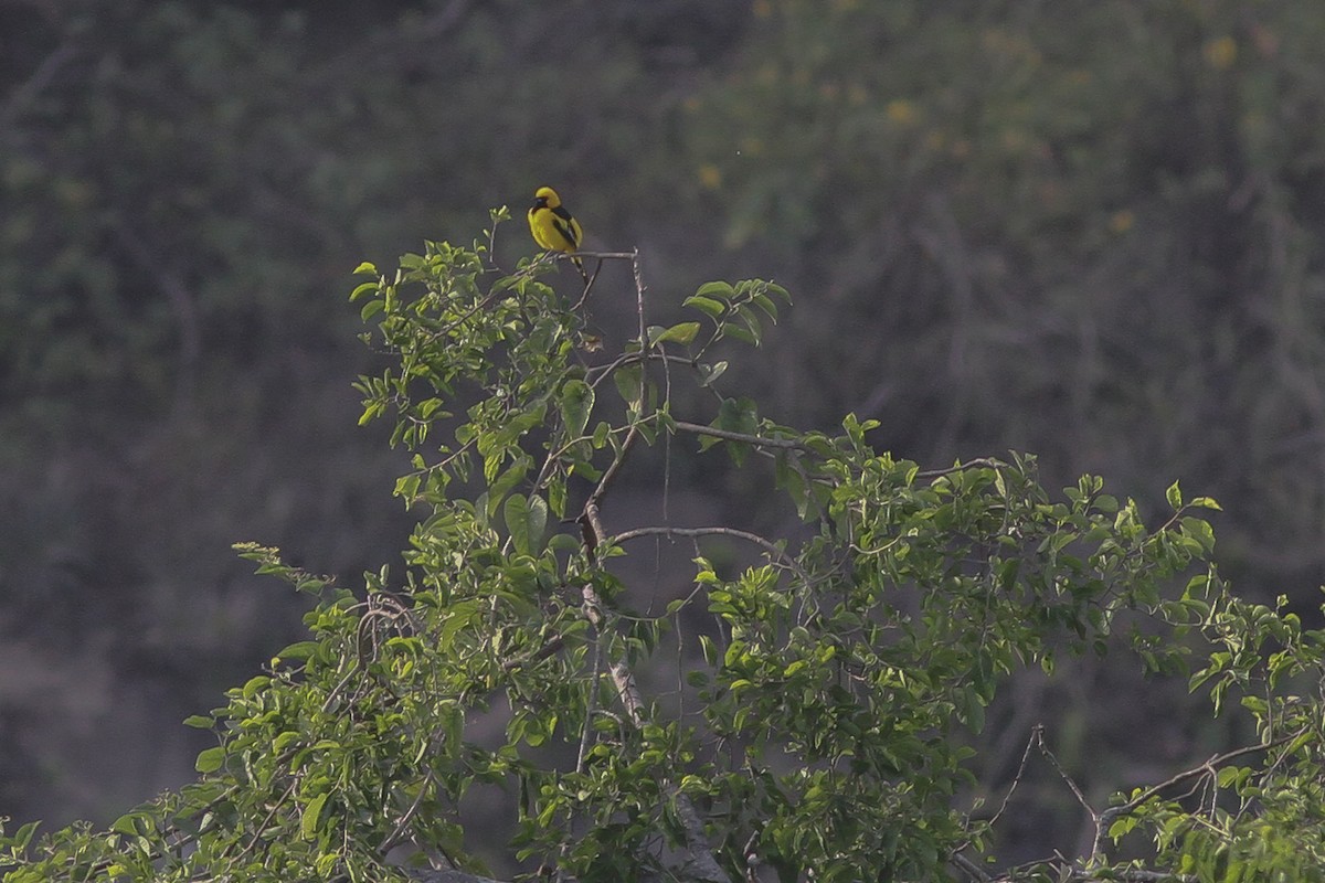 Yellow-tailed Oriole - ML35133641