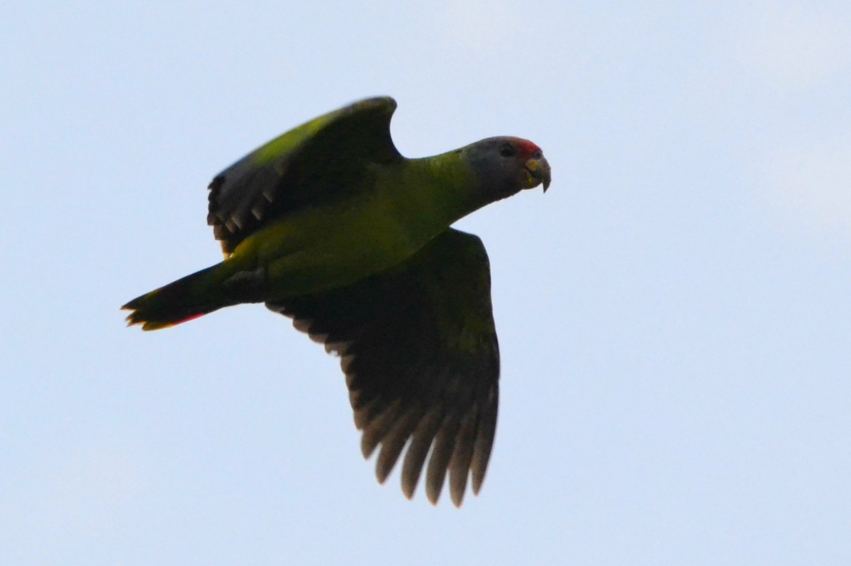 Red-tailed Parrot - ML351344821
