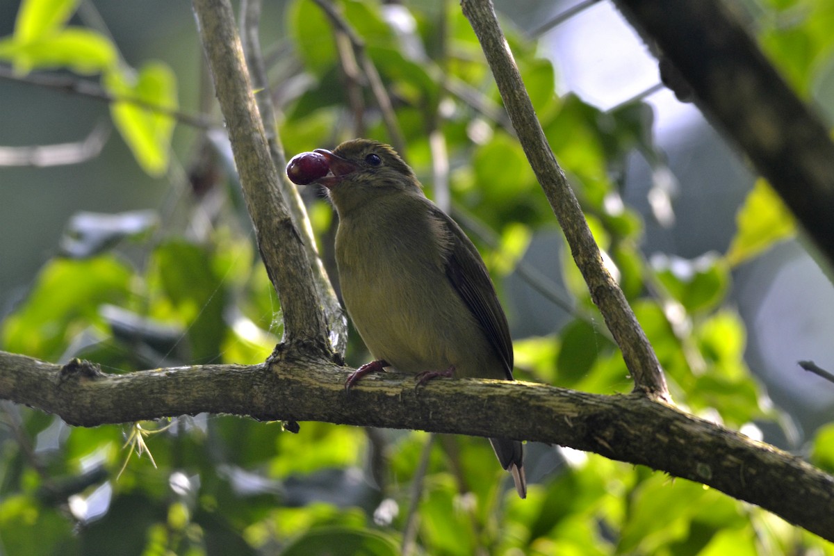 Swallow-tailed Manakin - ML351344921
