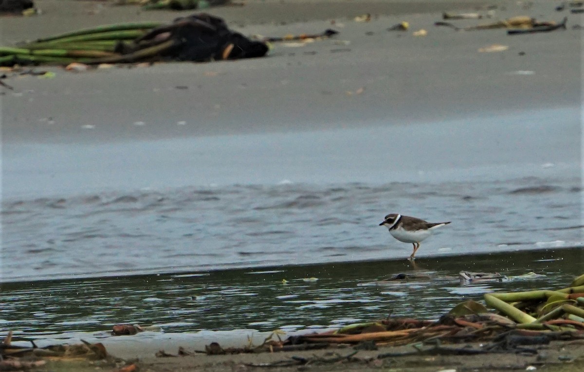 Semipalmated Plover - ML351345061