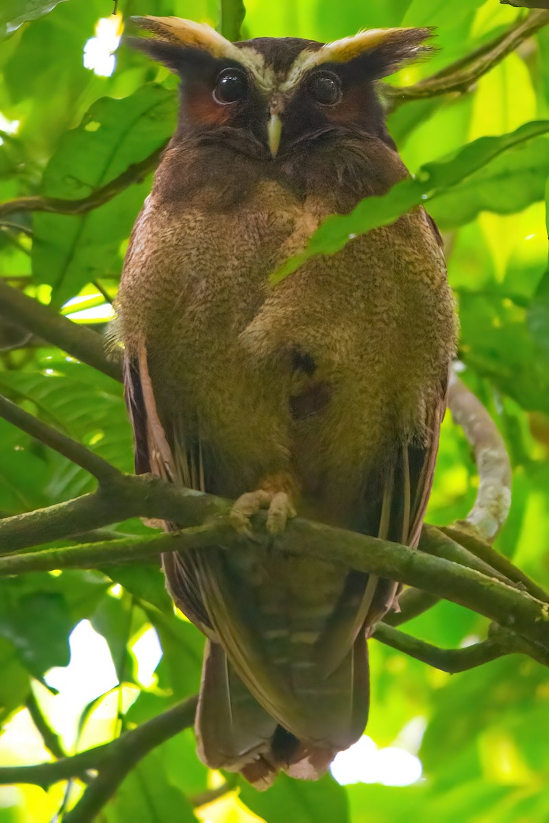 Crested Owl - ML351346681