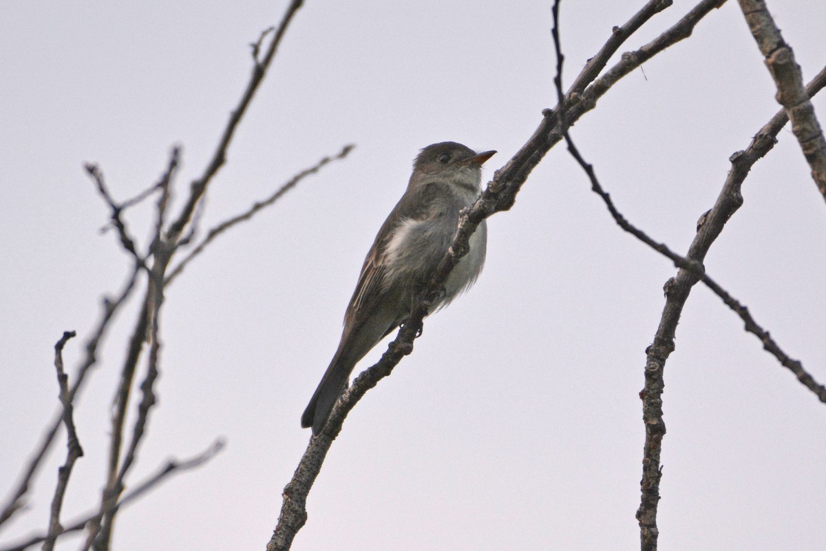 Eastern Wood-Pewee - André Desrochers