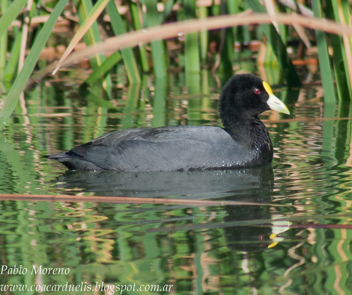 White-winged Coot - ML35134881