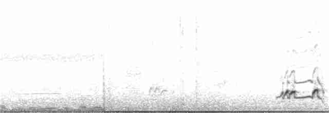Lesser Ground-Cuckoo - ML351349241