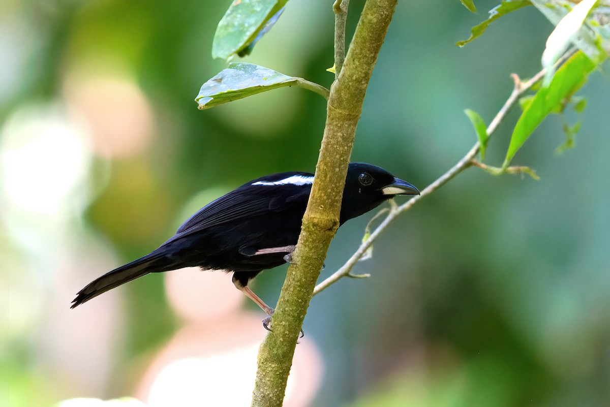 White-shouldered Tanager - ML351350731