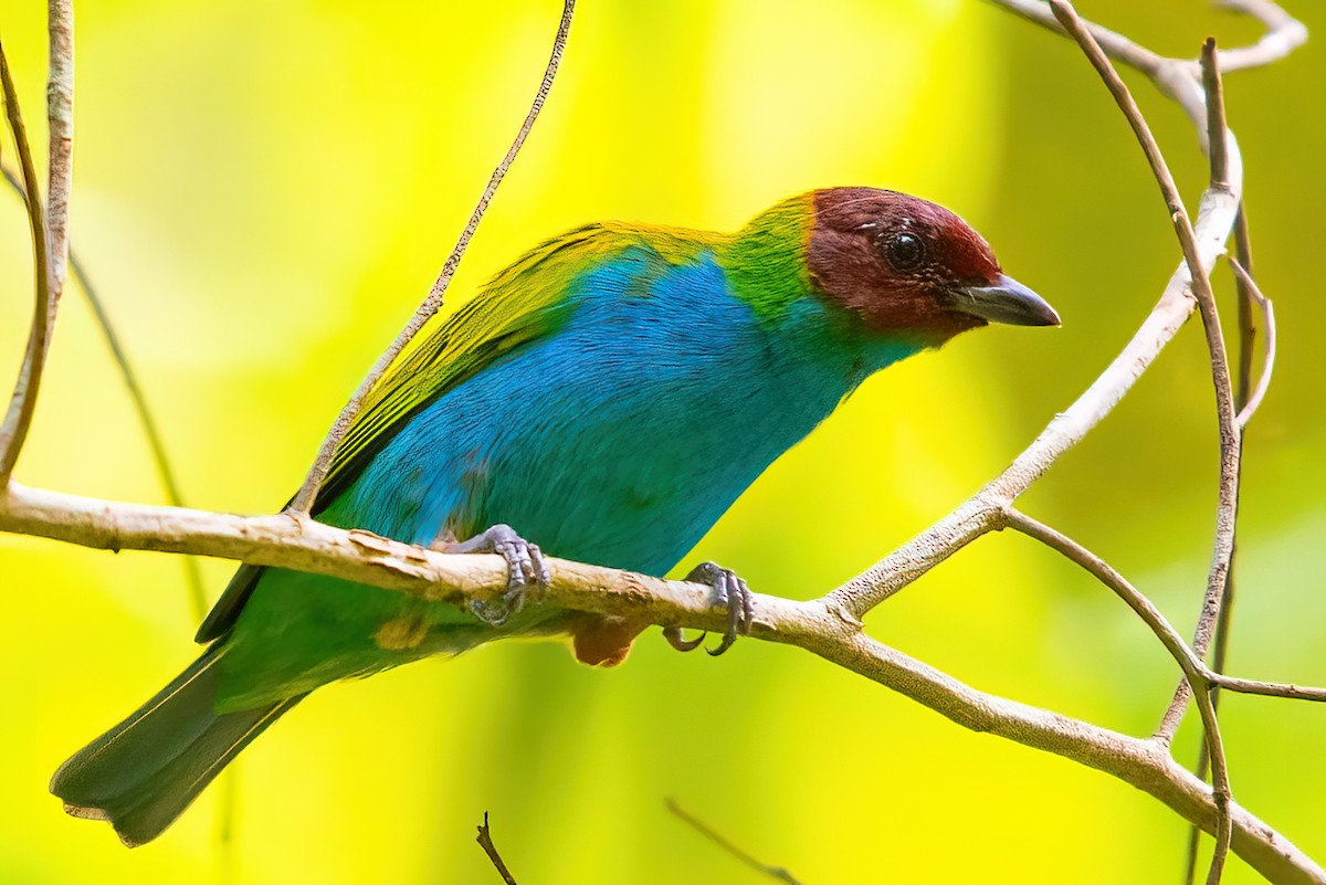 Bay-headed Tanager - ML351350751