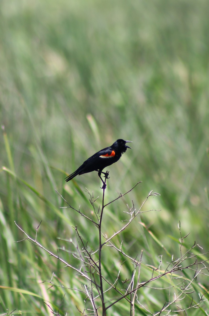 Red-winged Blackbird - ML351351061