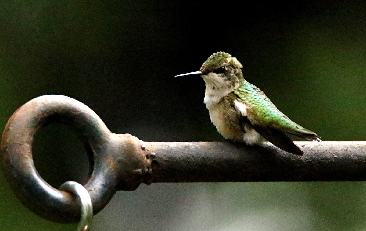 Ruby-throated Hummingbird - Deb Pritchard