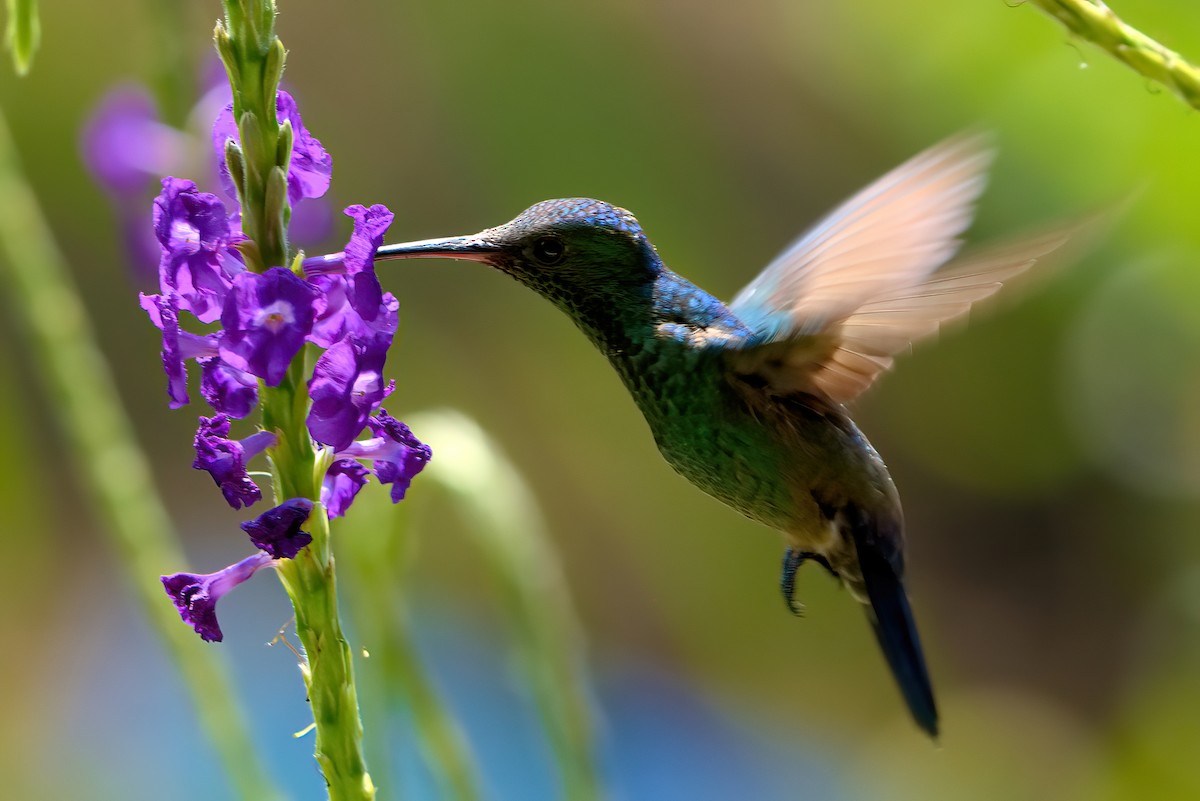 Blue-vented Hummingbird - Jaap Velden
