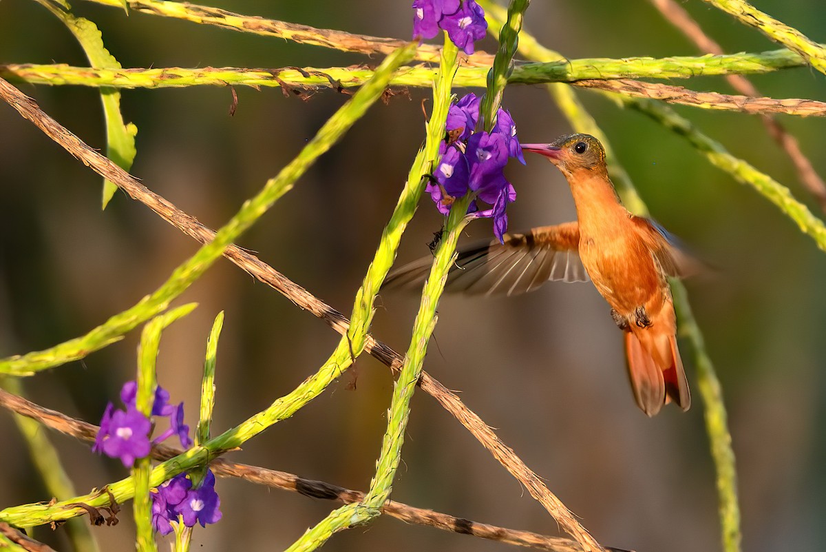 Cinnamon Hummingbird - Jaap Velden