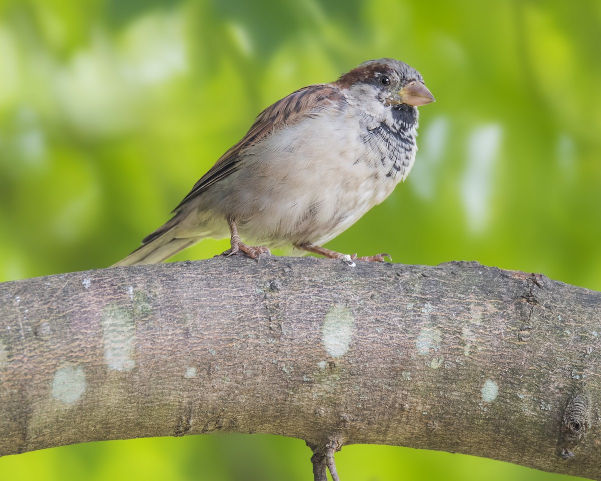 House Sparrow - Warren Lynn